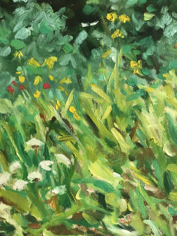 Undergrowth - Kananaskis