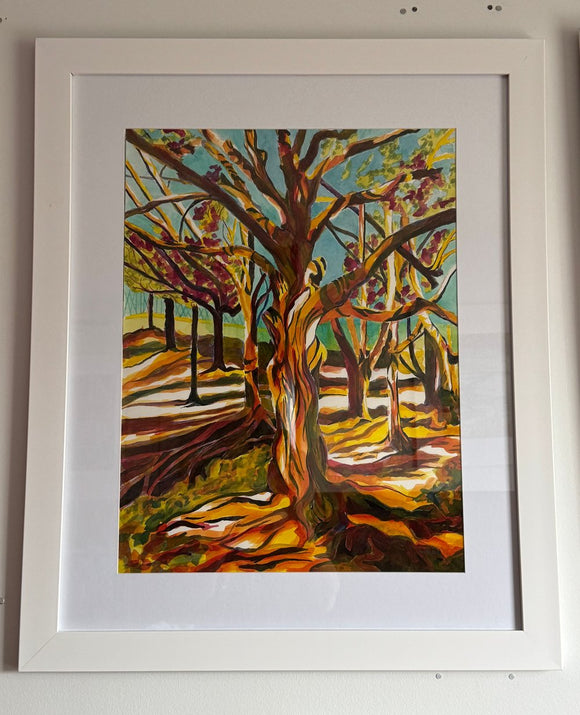 Northern Red Oaks