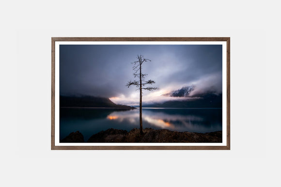 The Lone Tree