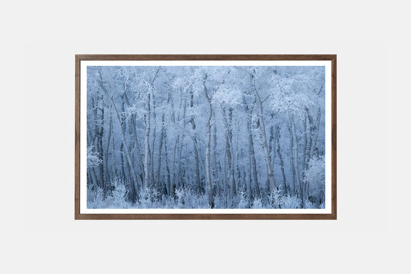 Veil of Frost