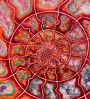 Ammonite-2