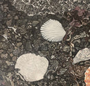 Shelly-2