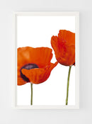 Two Poppies-2