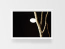 Interior Trees-2