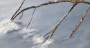 Quietude-2