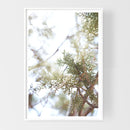 Juniper, Sedona-2