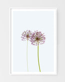 Two Alliums on Blue-2