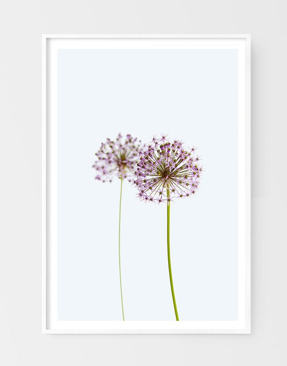 Two Alliums on Blue