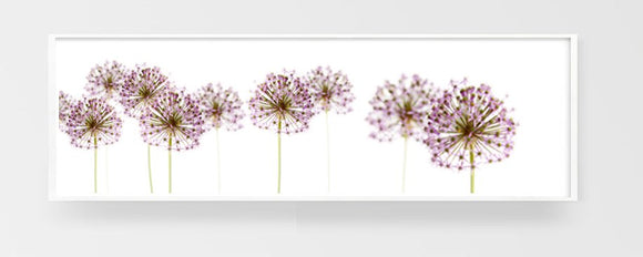 Alliums