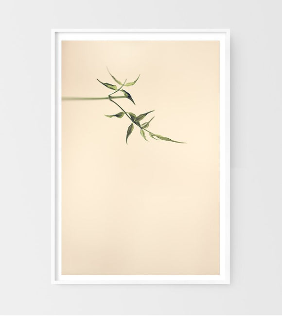 Branch from Above