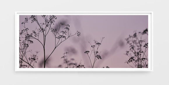 Wild Fennel, Wide