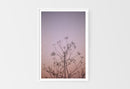 Wild Fennel, Sunset-2