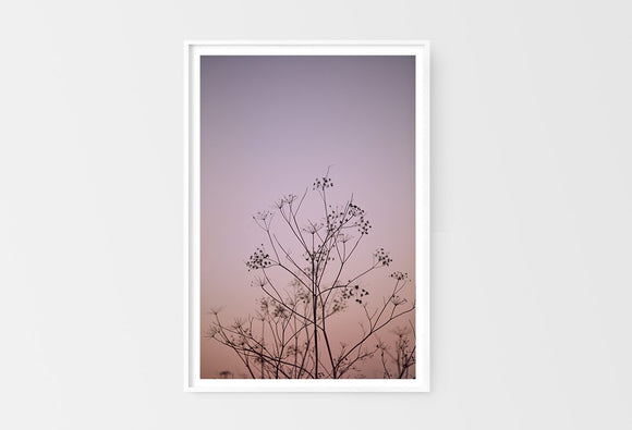 Wild Fennel, Sunset