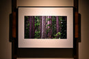 Bear Cub In a Tree-2