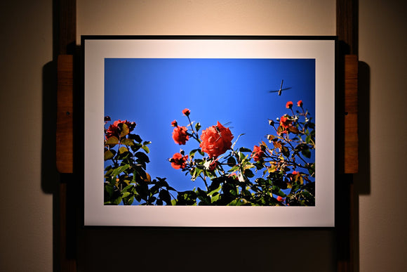 Dragonflys and Roses