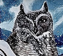 Great Horned Owl in the Snow-2