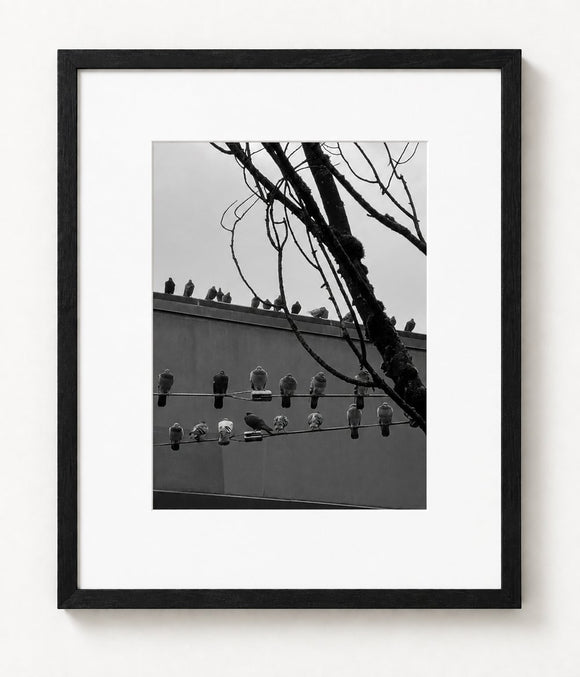 Birds in Silence