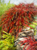 Red Japanese Barberries-2