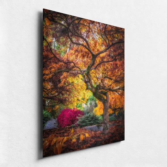 Amber Aura: The Flamboyant Farewell