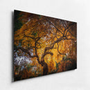 Branching Out-2