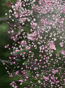 Ephemeral Beauty-4
