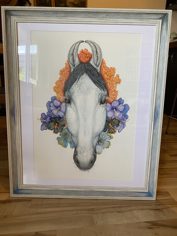 Adorned Marwari Horse (Equus Ferus Caballus)