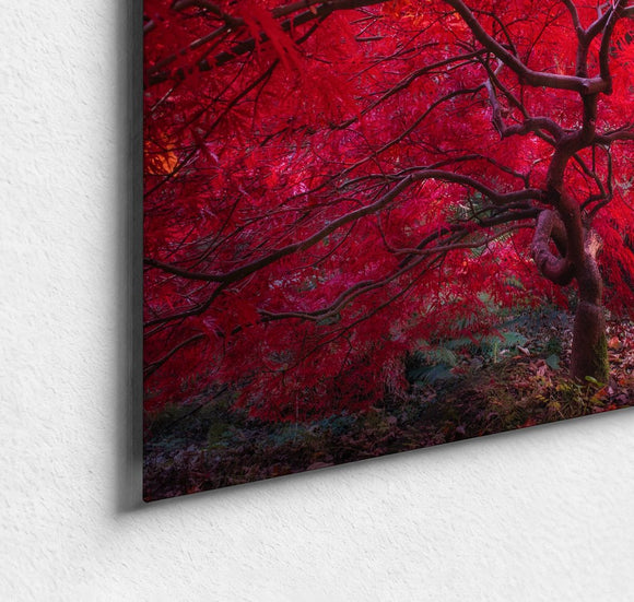 Scarlet Crown