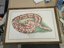 Blood python (Python brongersmai)-2