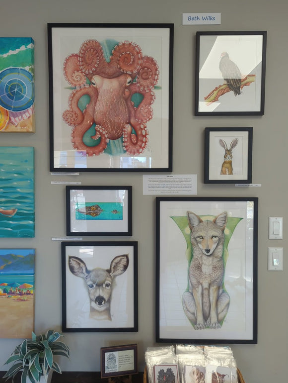 Giant Pacific octopus (Enteroctopus dofleini)