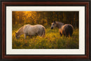 Wild Horses-2