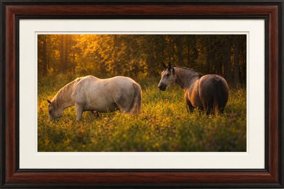 Wild Horses