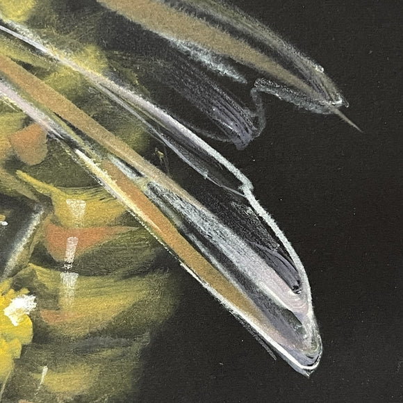Honey Bee
