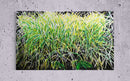Impenetrable Undergrowth-3