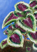 Coleus on Blue-3