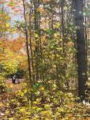 Beautiful autumn in Toronto (1)-3