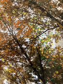 Beautiful Autumn in Toronto (2)-3
