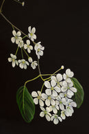 Flowers in the dark-3