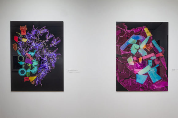 Ulva Lactuca, Sea Lettuce with Plastic and Glass Pollution - Location: Coney Island Beach, Brooklyn, New York, October 2024