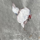 White Hens, White on White-3