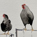 Chickens on a Fence-3