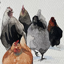 Happy Plump Chickens-3