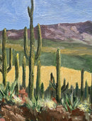 Saguaro National Park, Arizona-3
