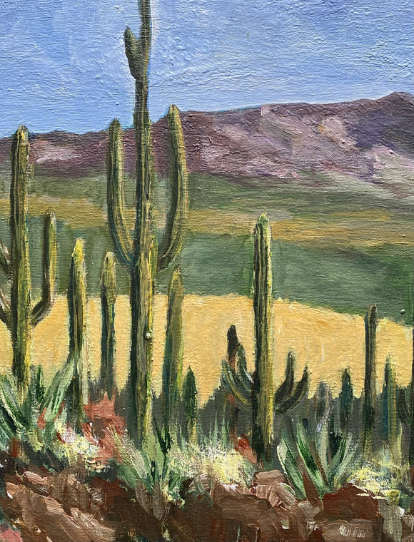 Saguaro National Park, Arizona