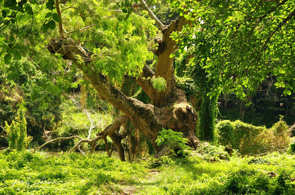 Triptych of wild forest in Havana