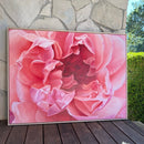 Coral Peony-3