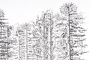 Can't see the forest...-3