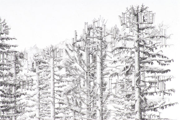 Can't see the forest...