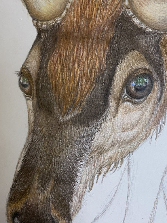 wapiti (Elk: Cervus canadensis)
