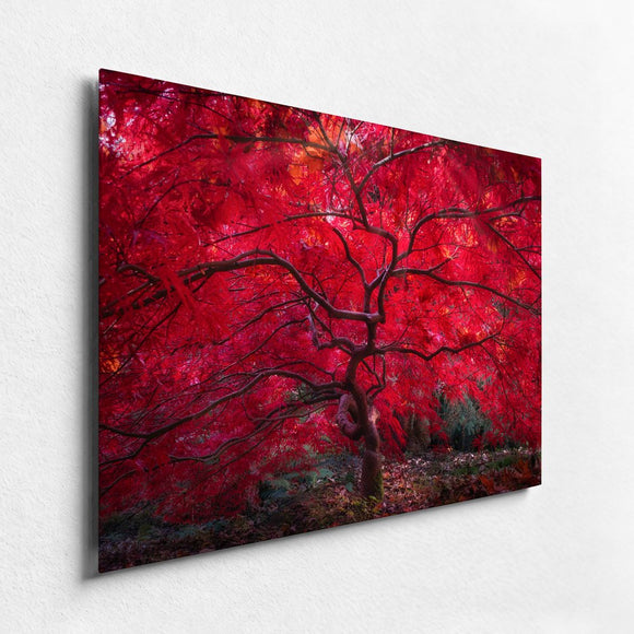 Scarlet Crown