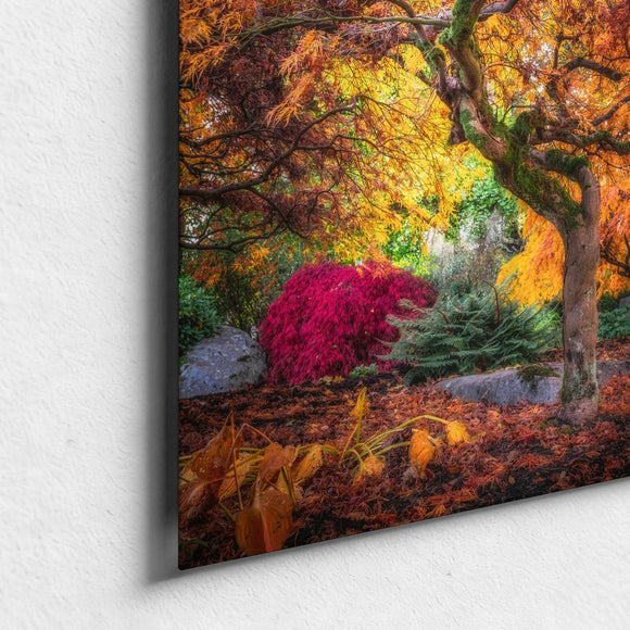 Amber Aura: The Flamboyant Farewell
